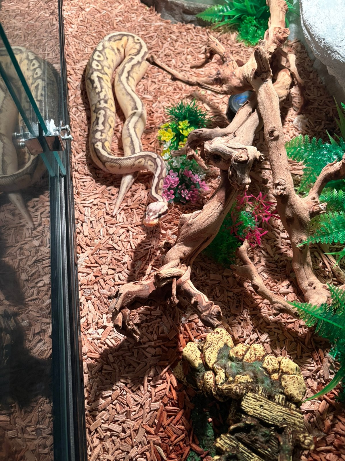 Python regius Ball Python photo 4