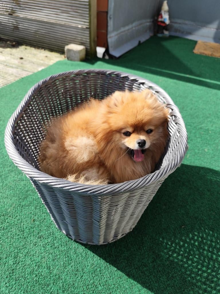 Trixie fietsmand hond voor (max. 10kg), Fietsen en Brommers, Fietsaccessoires | Fietsmanden, Ophalen