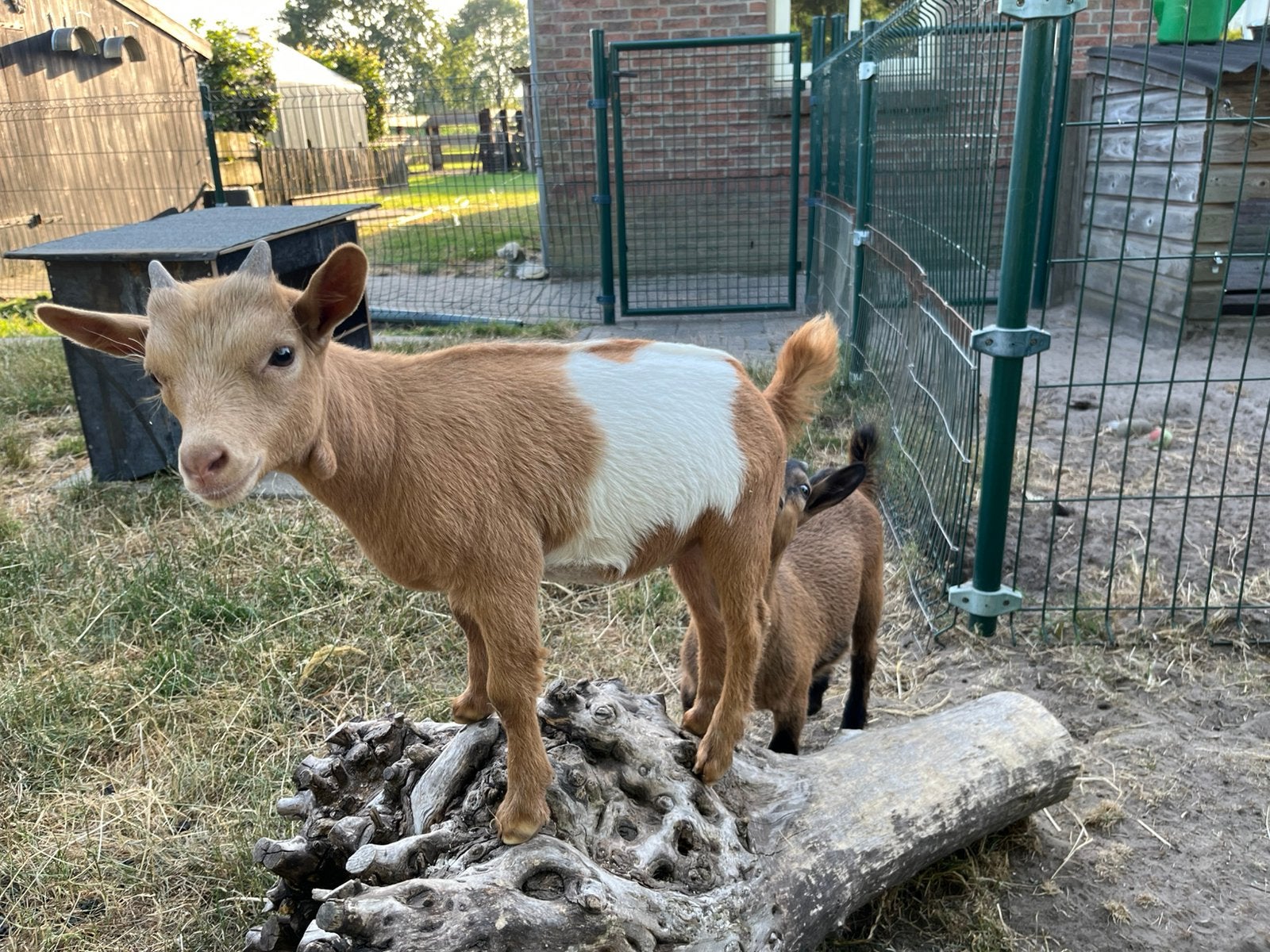 Dwerggeitbok dwerggeit bok camelkleur lakenvelder, Dieren en Toebehoren, Schapen, Geiten en Varkens, Mannelijk, Geit, 0 tot 2 jaar