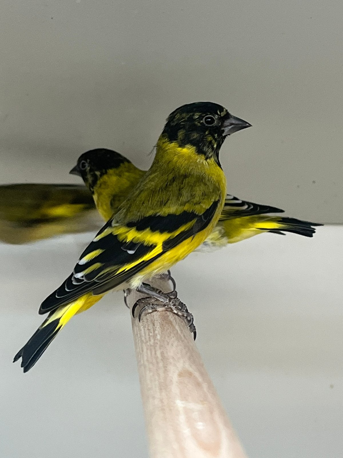 3-2 Zwartkopsijs, Dieren en Toebehoren, Meerdere dieren, Wildzangvogel, Geringd