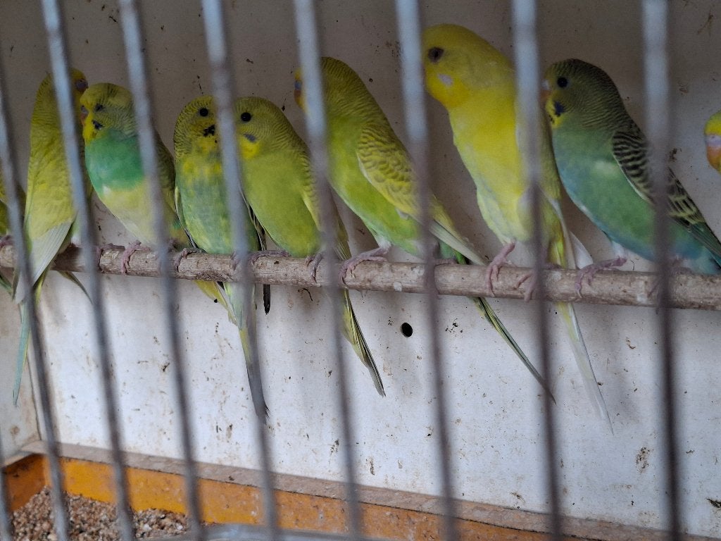 grasparkieten, Dieren en Toebehoren, Vogels | Parkieten en Papegaaien, Meerdere dieren, Parkiet