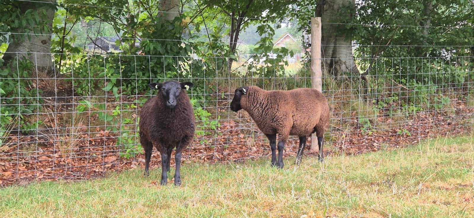 10 ramlammeren, Dieren en Toebehoren, Mannelijk, Schaap, 0 tot 2 jaar