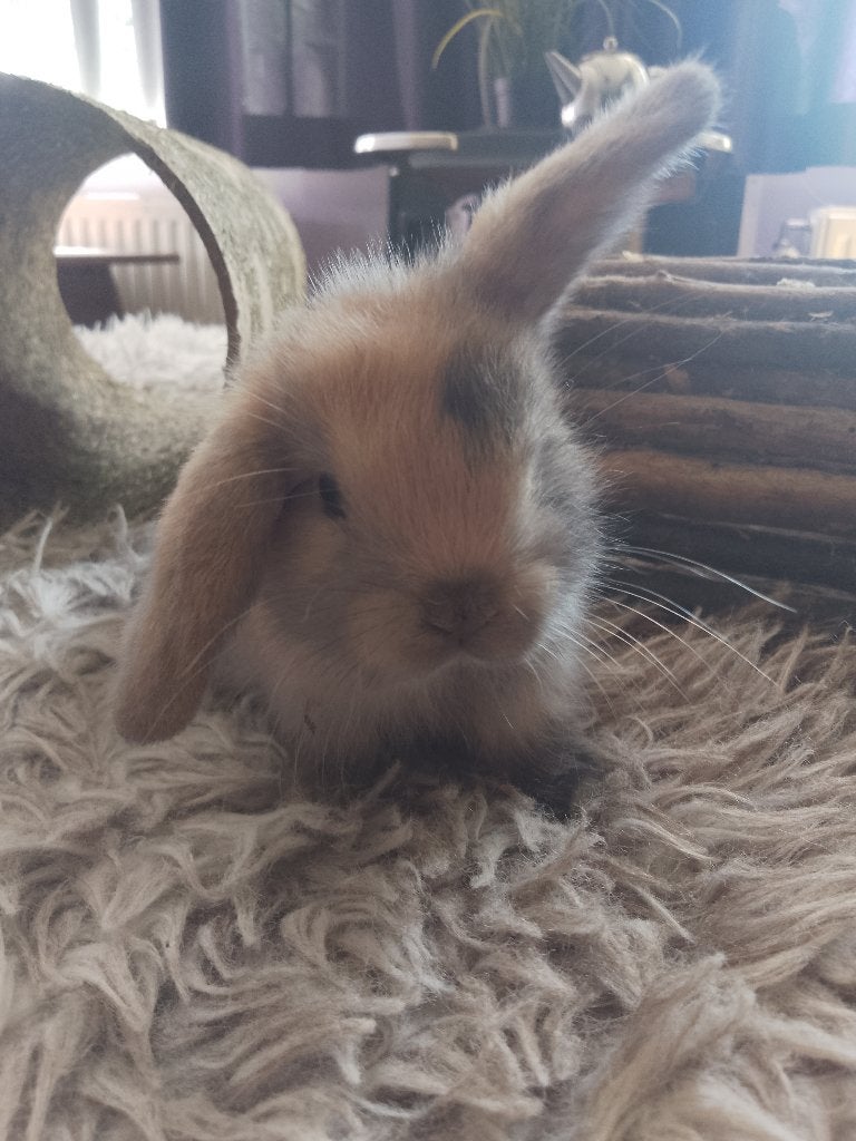 Nederlandse hangoor dwerg konijntjes, Dieren en Toebehoren, Meerdere dieren, Dwerg, Hangoor, 0 tot 2 jaar
