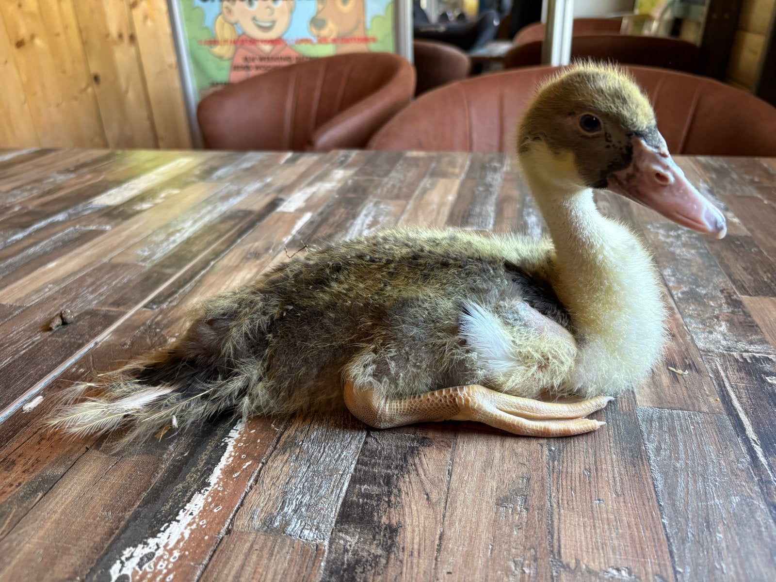Twee jonge muskuseenden, Dieren en Toebehoren, Pluimvee, Meerdere dieren, Eend