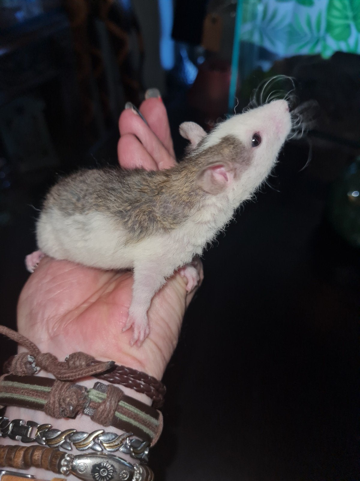 Leuke jonge ratjes, Dieren en Toebehoren, Knaagdieren, Rat, Mei, Meerdere dieren, Tam