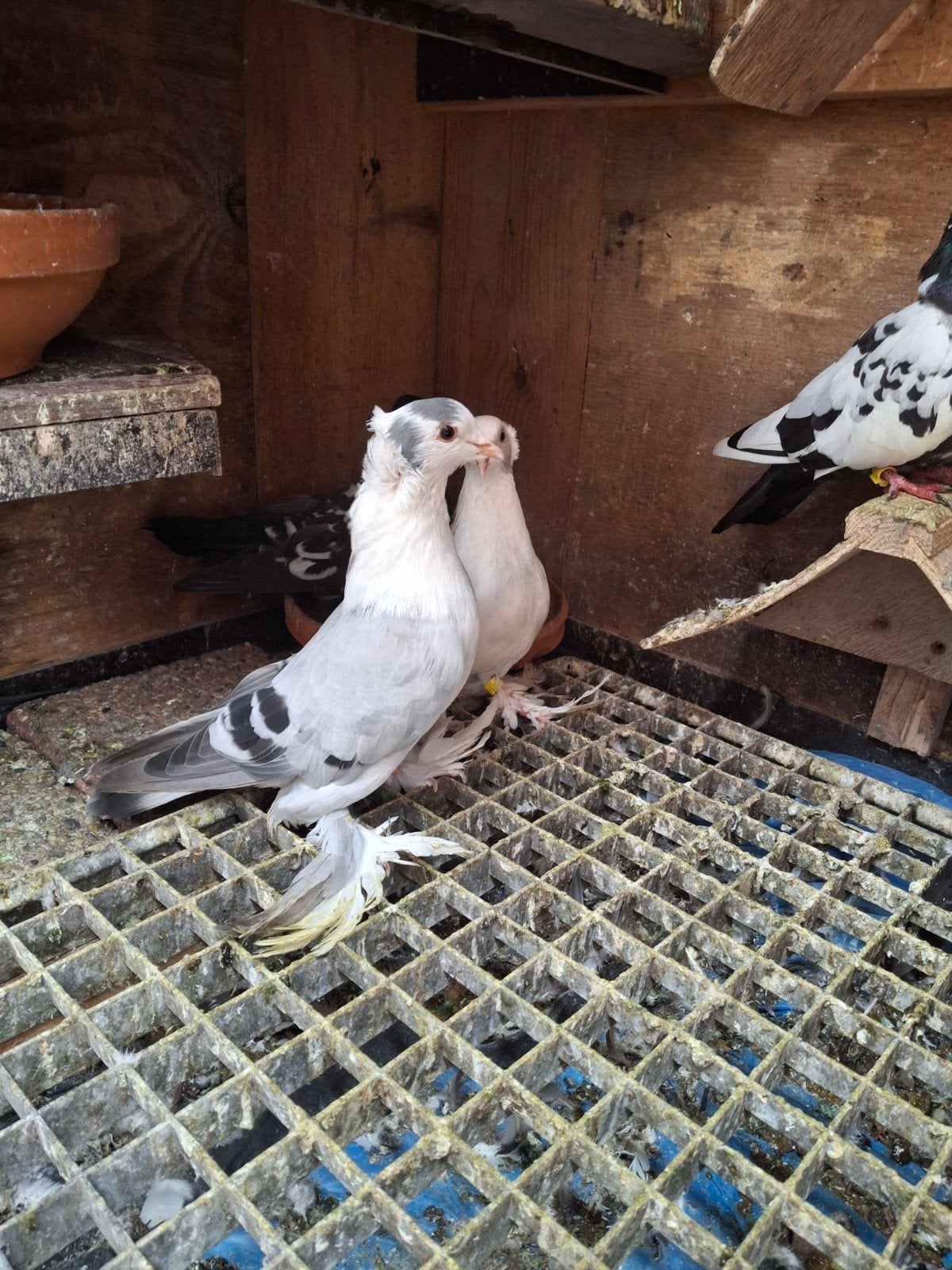 irakese duiven te koop, Dieren en Toebehoren, Vogels | Duiven, Meerdere dieren