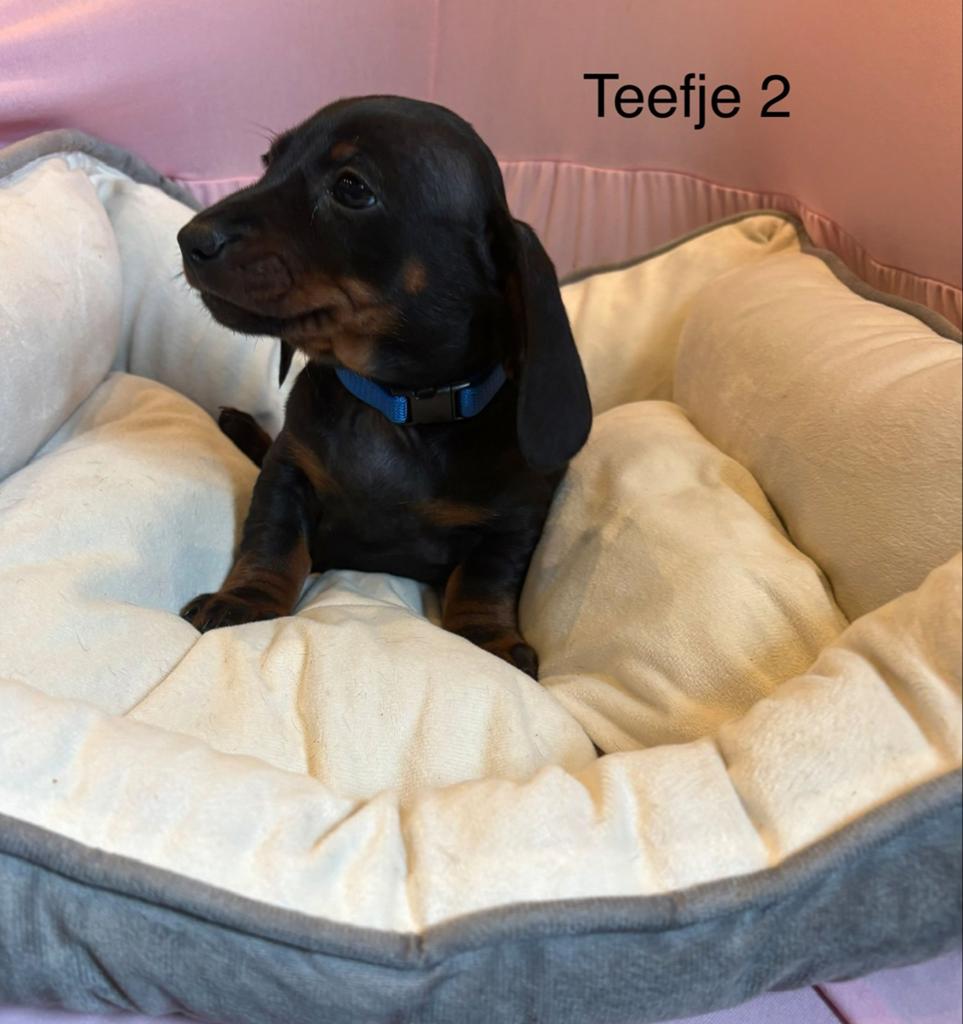 Teckel puppy’s, Dieren en Toebehoren, Honden | Teckels en Dashonden, Parvo, Standaard, 8 tot 15 weken, Korthaar