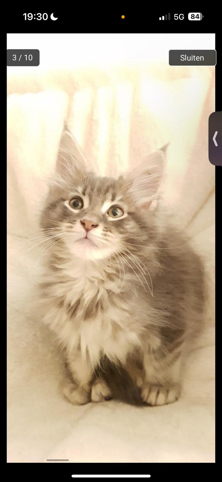Ik ben opzoek naar een kitten langharige het liefst, Kater