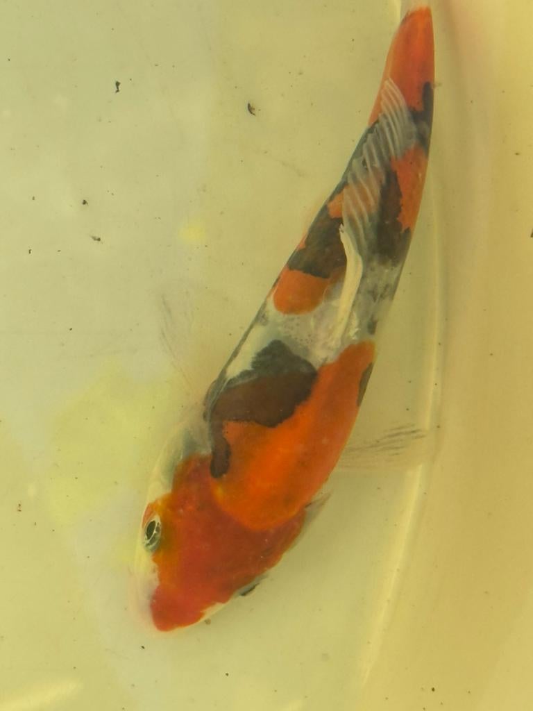 Doitsu sanke koikarper koi vis vissen vijver karper, Dieren en Toebehoren, Karper of Koi