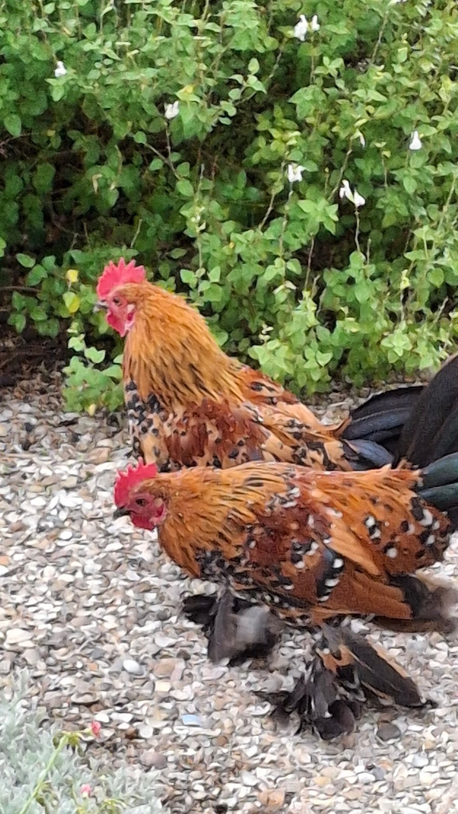 gratis krielhaantjes - Sabelpootkriel, Dieren en Toebehoren, Pluimvee, Mannelijk, Kip
