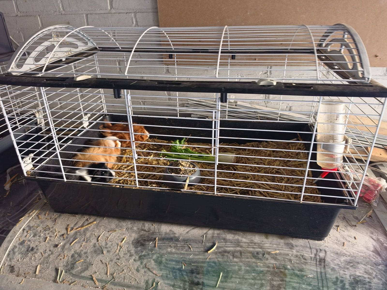 Lieve cavia’s, Kooi, 110 cm of meer, Zo goed als nieuw, Cavia