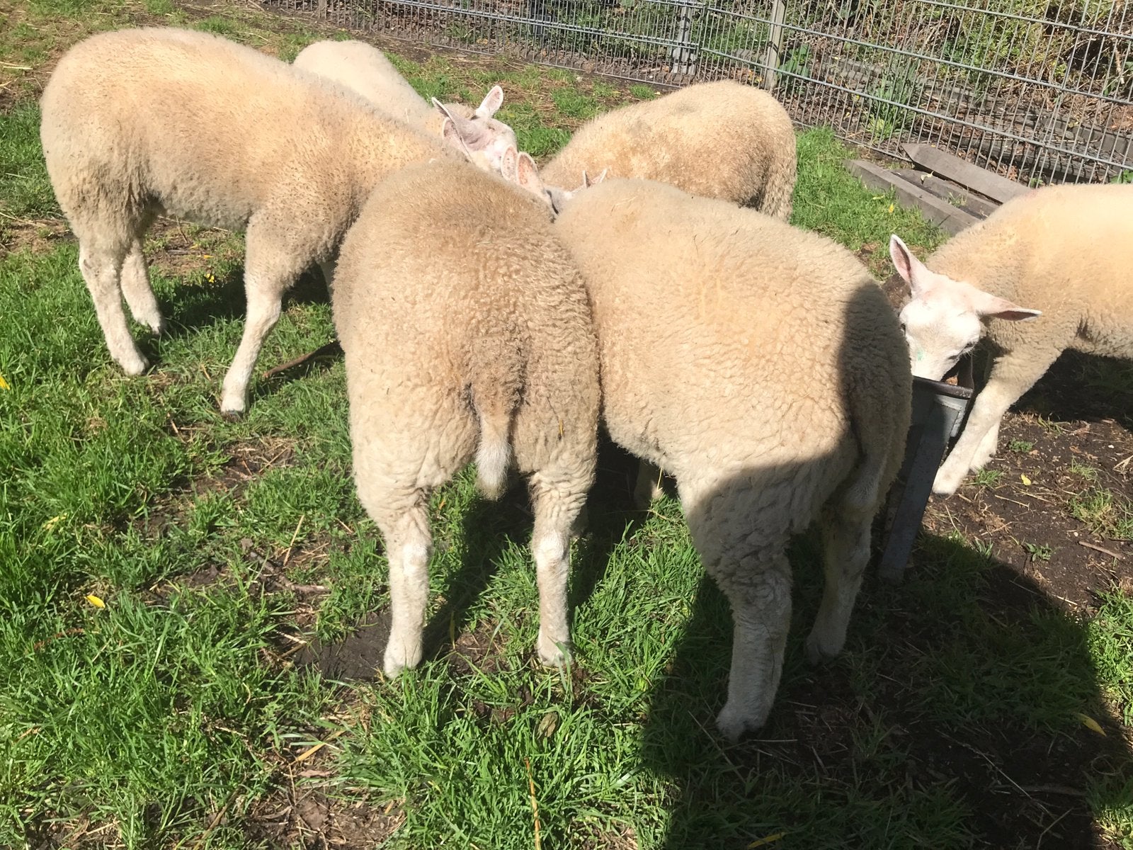 Te Koop ooien en rammen vanmeerlingen, Dieren en Toebehoren, Meerdere dieren, Schaap, 0 tot 2 jaar