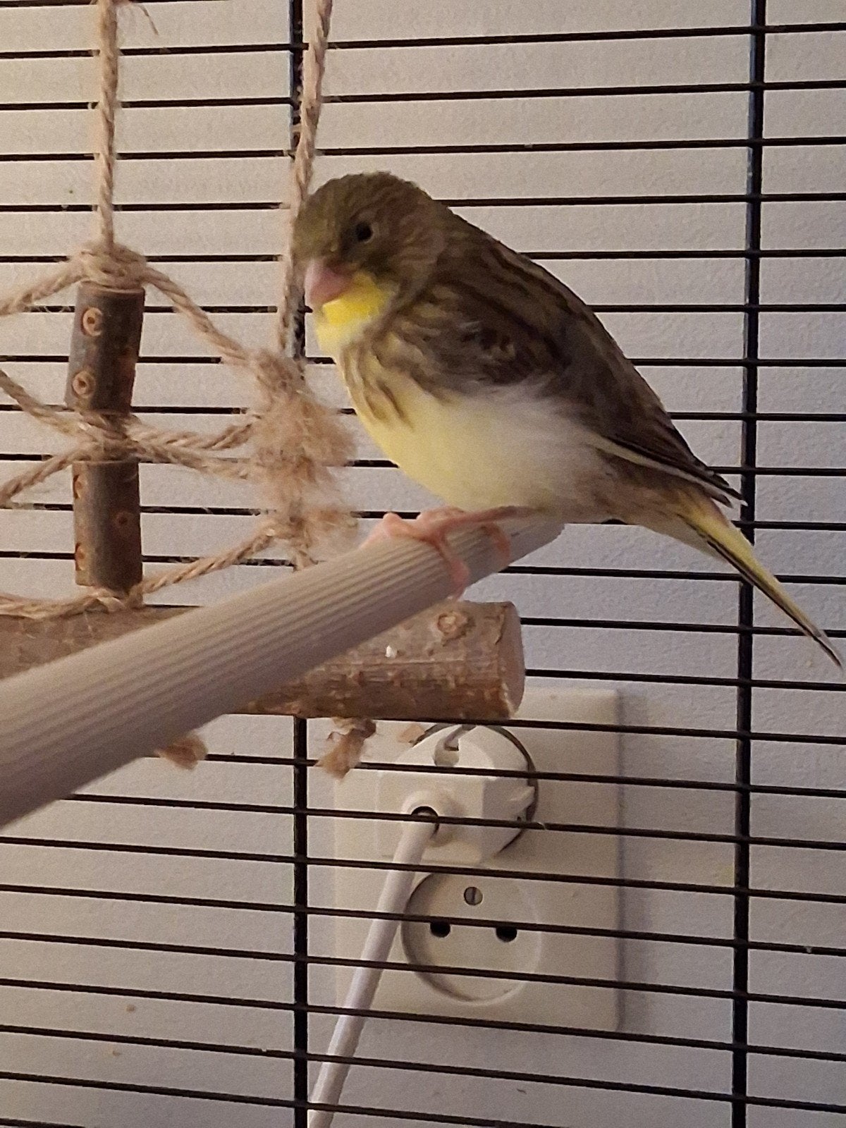 Jonge kanaries te koop, Dieren en Toebehoren, Vogels | Kanaries, Geslacht onbekend, Kleurkanarie