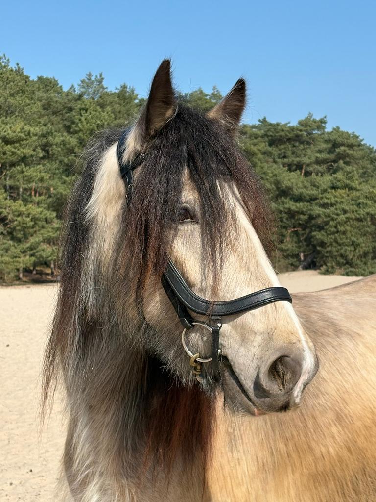 Mooie valkkleurige tinker merrie, Dieren en Toebehoren, Minder dan 160 cm, 3 tot 6 jaar, Onbeleerd, Recreatiepaard