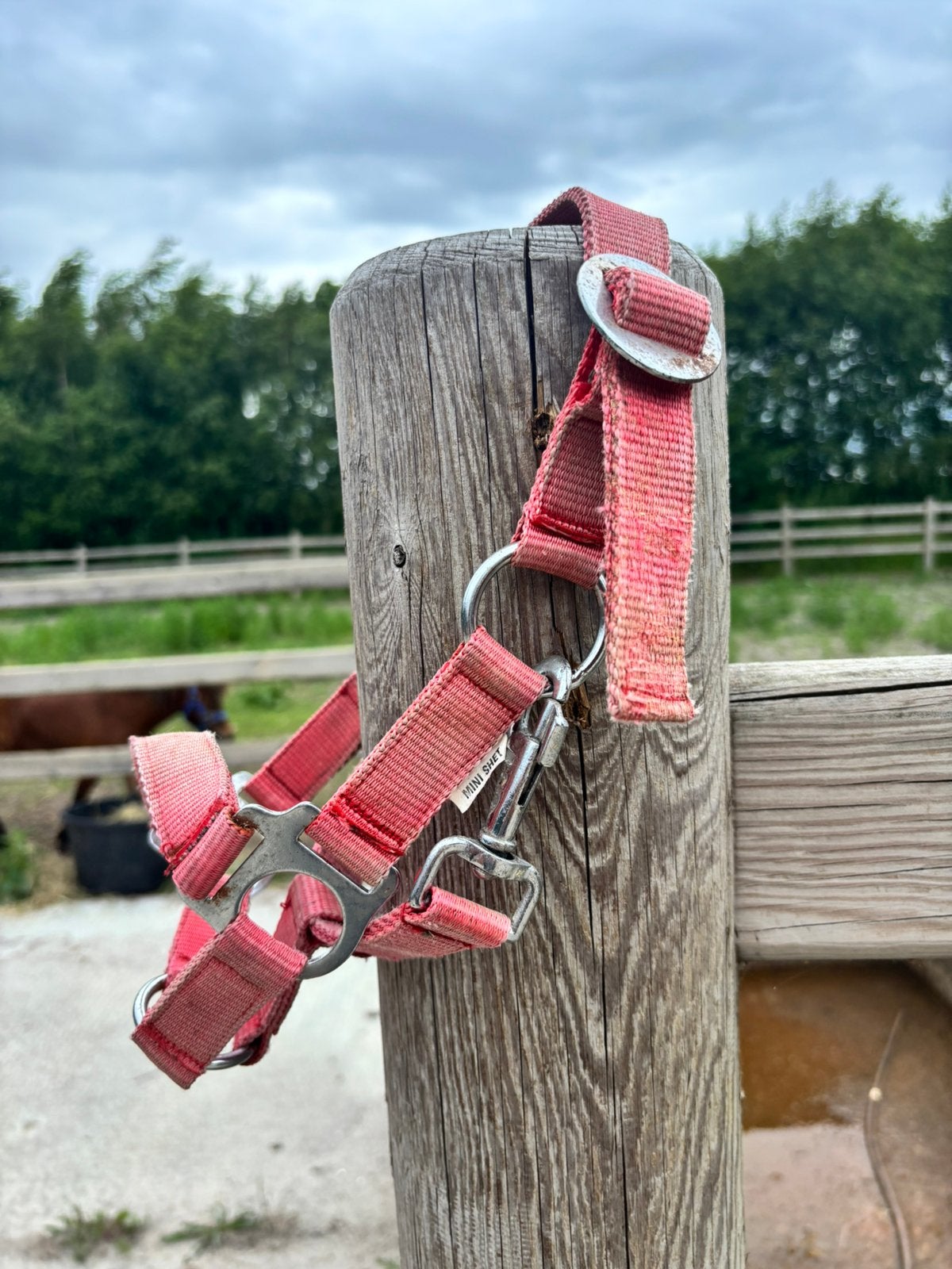 Halsters mini shet / veulen, Ophalen of Verzenden, Zo goed als nieuw, Overige soorten