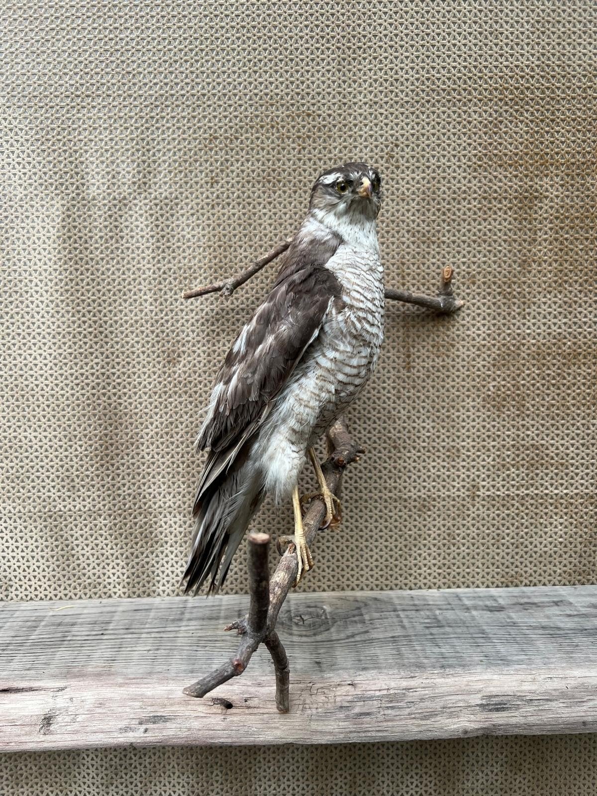 prachtige Sperwer, Ophalen of Verzenden, Vogel, Opgezet dier