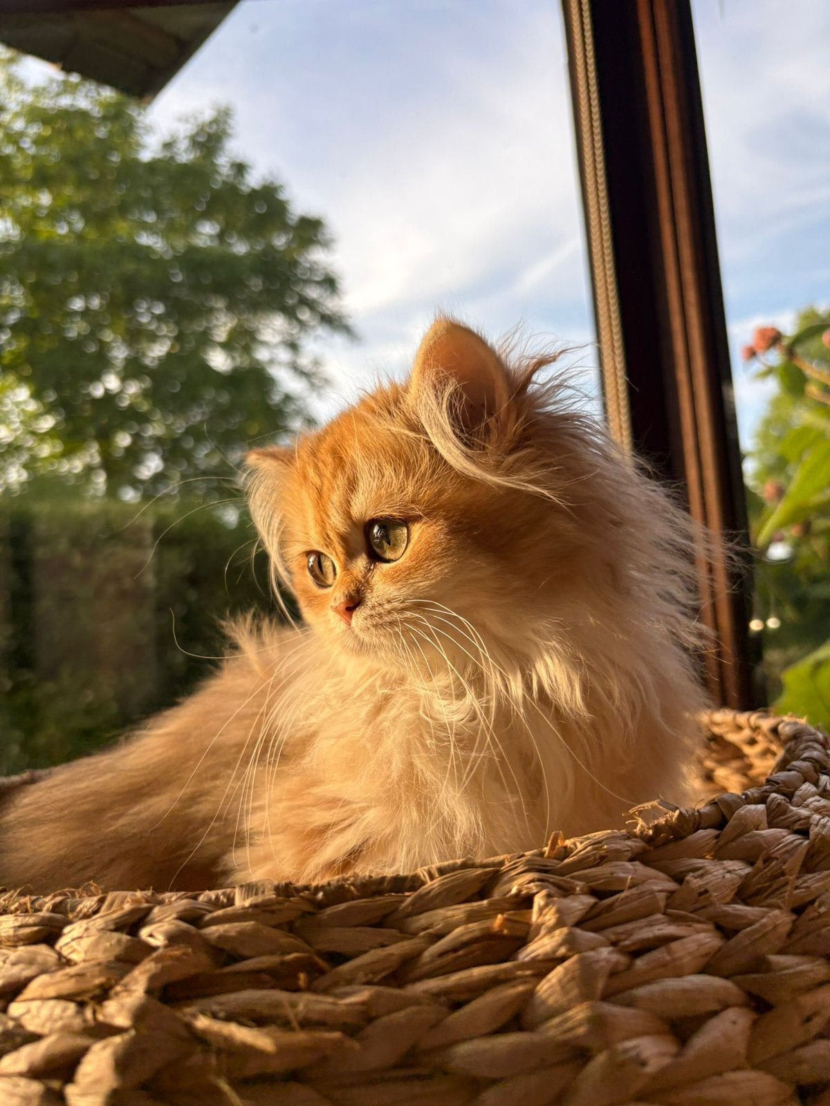 Britse langhaar Kittens golden, Dieren en Toebehoren, Meerdere dieren