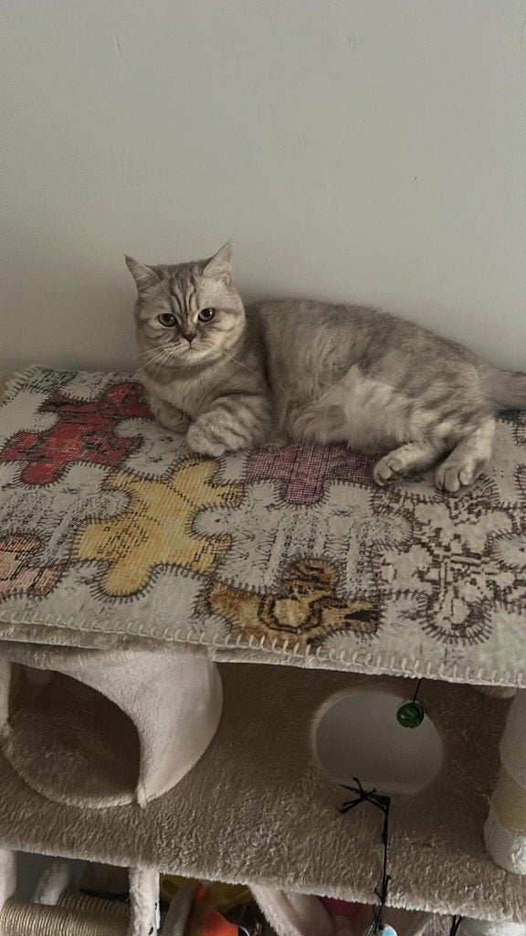 British Shorthair, Dieren en Toebehoren, Kater