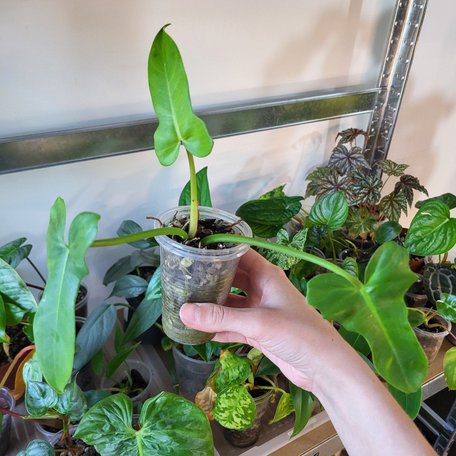 Philodendron golden violin, Huis en Inrichting, Kamerplanten, Ophalen of Verzenden, Halfschaduw, Minder dan 100 cm