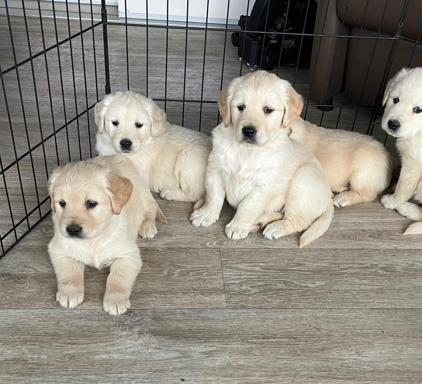 Golden retriever pups, Golden retriever, CDV (hondenziekte), 8 tot 15 weken, Meerdere
