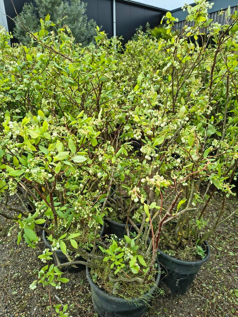 Blauwe bessenplanten, Tuin en Terras, Ophalen, Overige soorten, Struik, 100 tot 250 cm