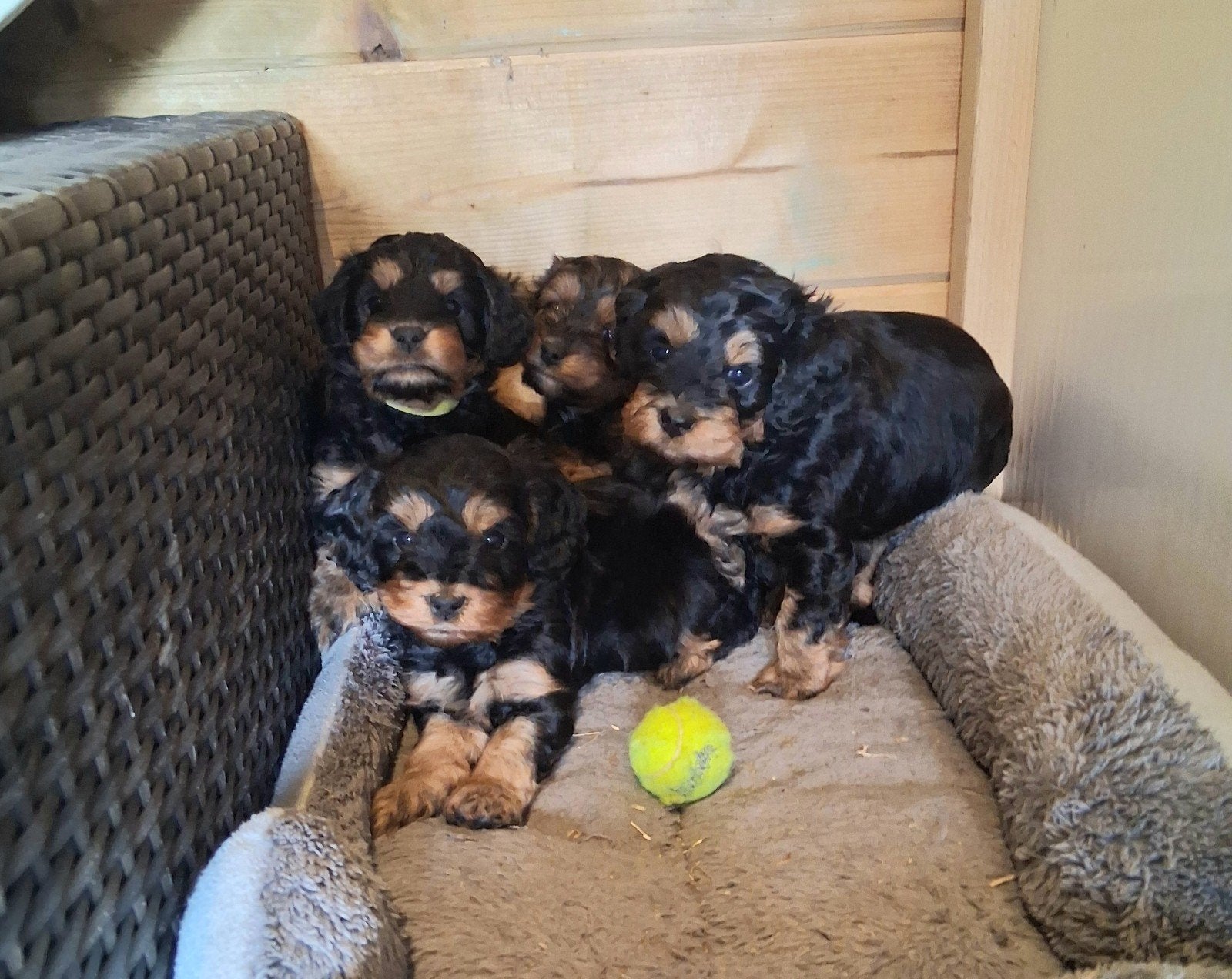 Super mooie lieve Cockapoo pups, Overige rassen, 8 tot 15 weken, Meerdere, Meerdere dieren