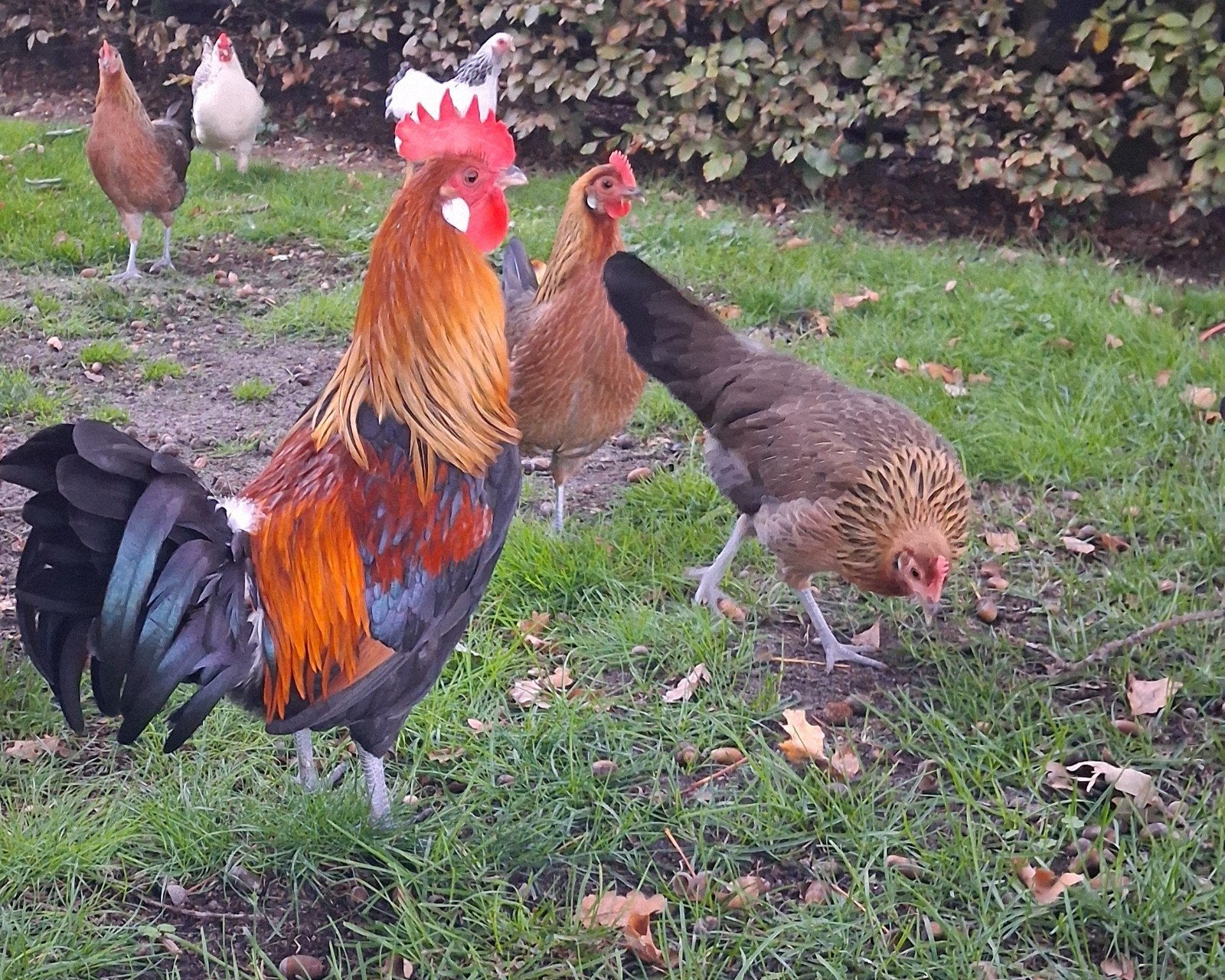 drentse hoen 3 jonge hanen eventueel met 2 hennen, Dieren en Toebehoren, Mannelijk, Kip