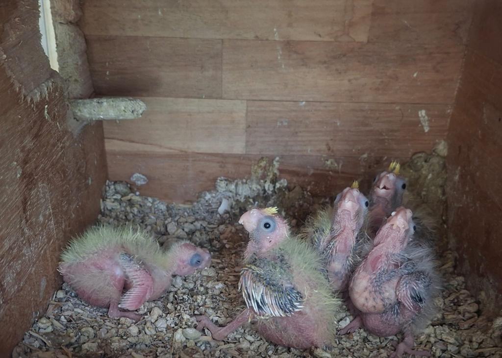 Hele mooie valkparkieten 2 weken oud, Dieren en Toebehoren, Vogels | Parkieten en Papegaaien, Meerdere dieren, Parkiet, Tam