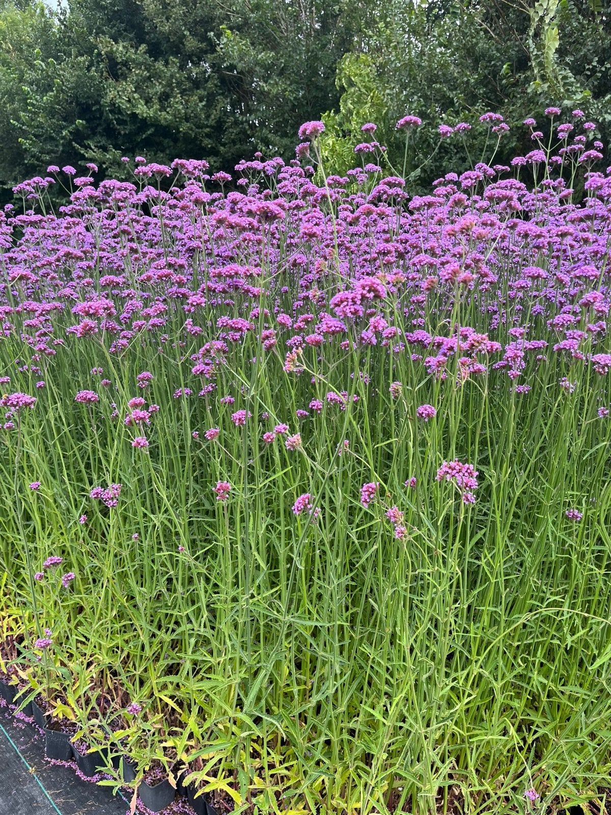 Verbena bonariensis / IJzerhard P9 en 3 L pot, Tuin en Terras, Ophalen of Verzenden, Vaste plant, Overige soorten, Volle zon