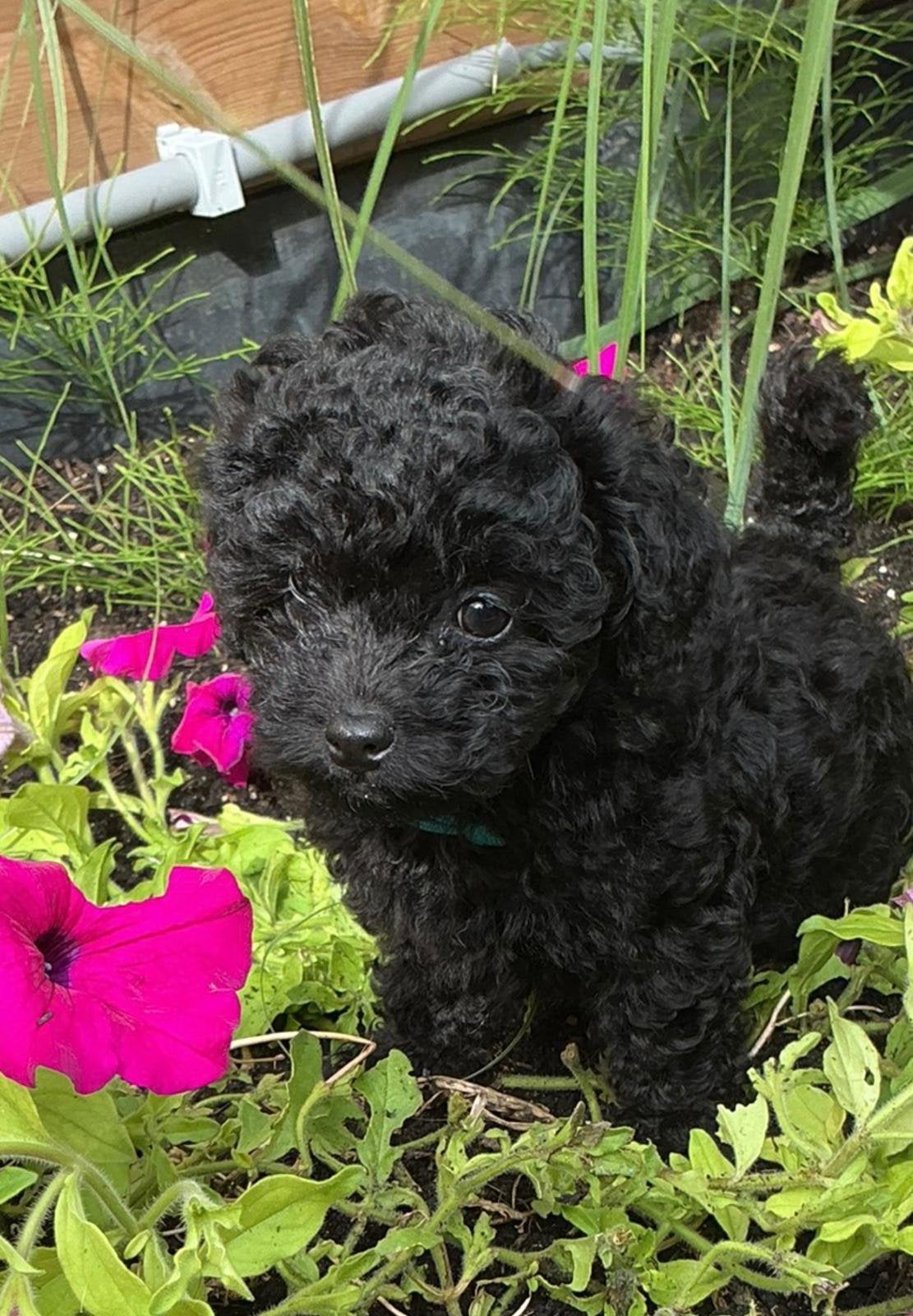 Erg kleine maltipoo puppys🩷, Dieren en Toebehoren, Poedel, CDV (hondenziekte), 8 tot 15 weken, Meerdere