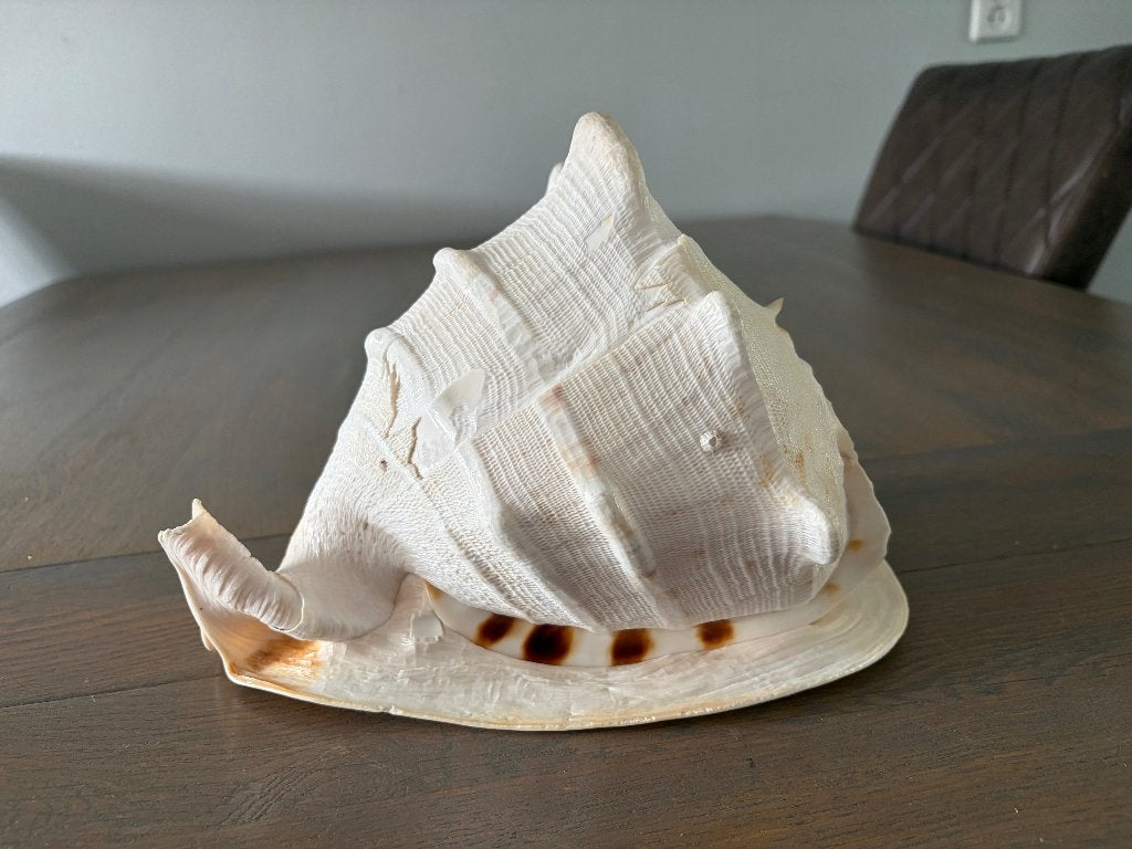 GROTE SCHELP 27 CM - WD014, Ophalen of Verzenden, Schelp(en)