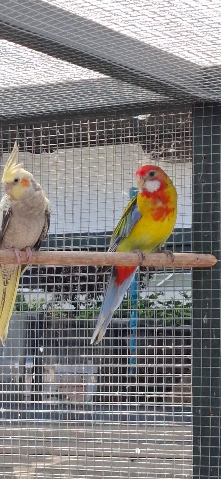 pracht rosella, Dieren en Toebehoren, Meerdere dieren, Parkiet