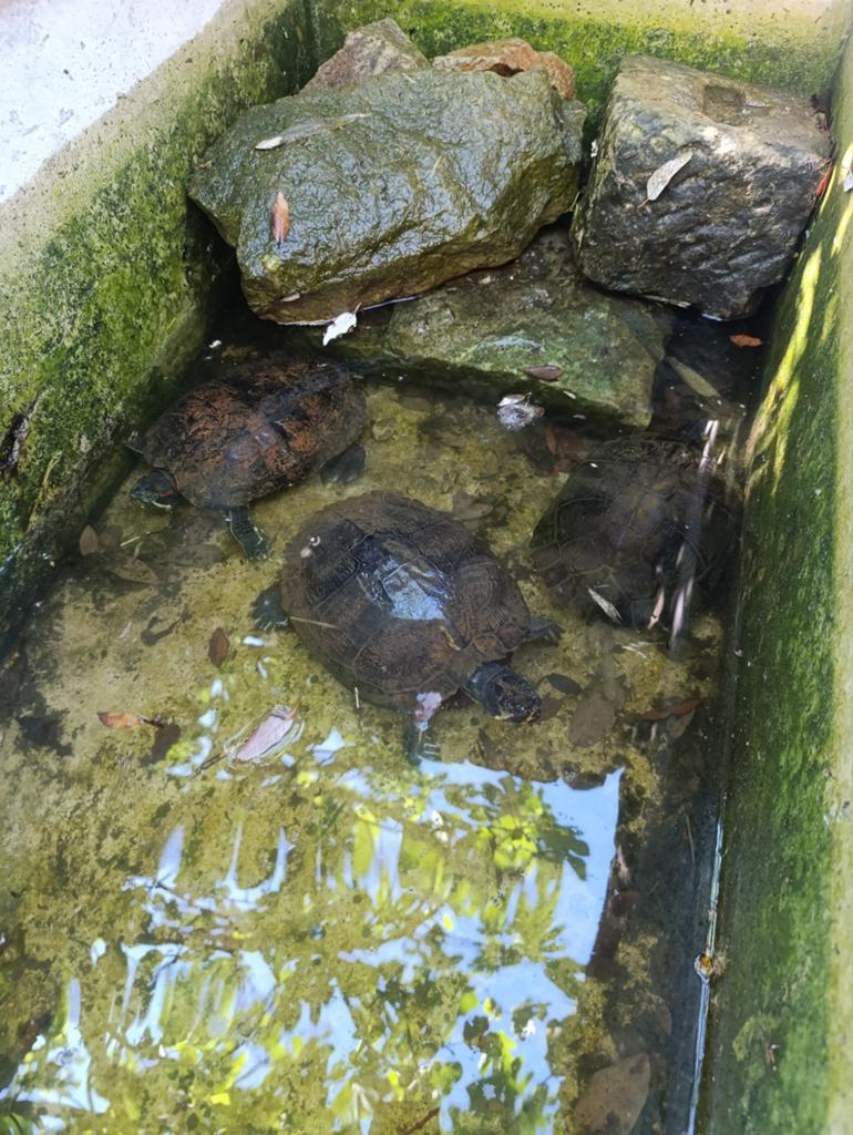 Water schildpadden roodwang geelwang Turtle - female for sale from ramon
