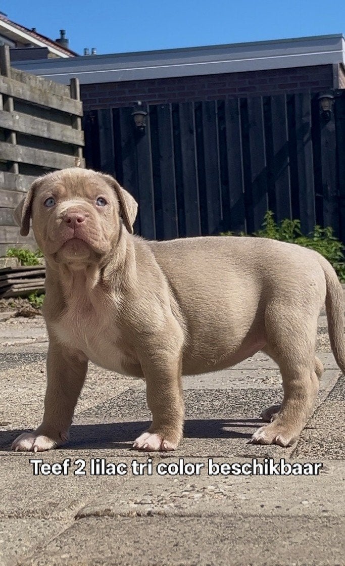Bully xl pups tri color UPDATED FOTOS, Dieren en Toebehoren, Honden | Bulldogs, Pinschers en Molossers, Parvo, Overige rassen