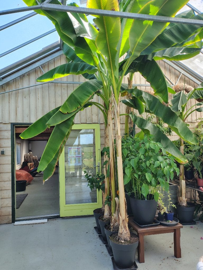 Bananenplant, Tuin en Terras, Planten | Tuinplanten, Volle zon, Vaste plant, Bloeit niet, Ophalen