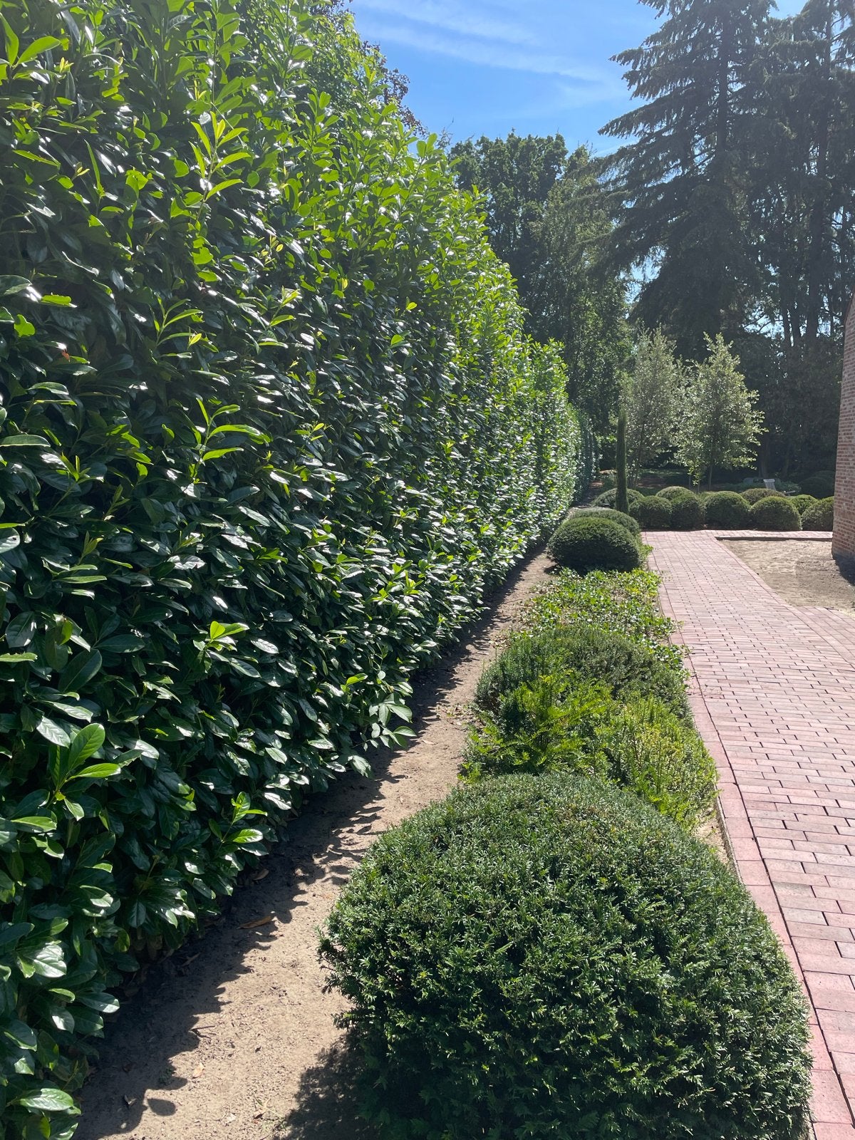 Gratis bordeaux tuinklinkers, ca. 75 m², + enige betonranden, Tuin en Terras, Ophalen, Gebruikt, Klinkers, 10 m² of meer