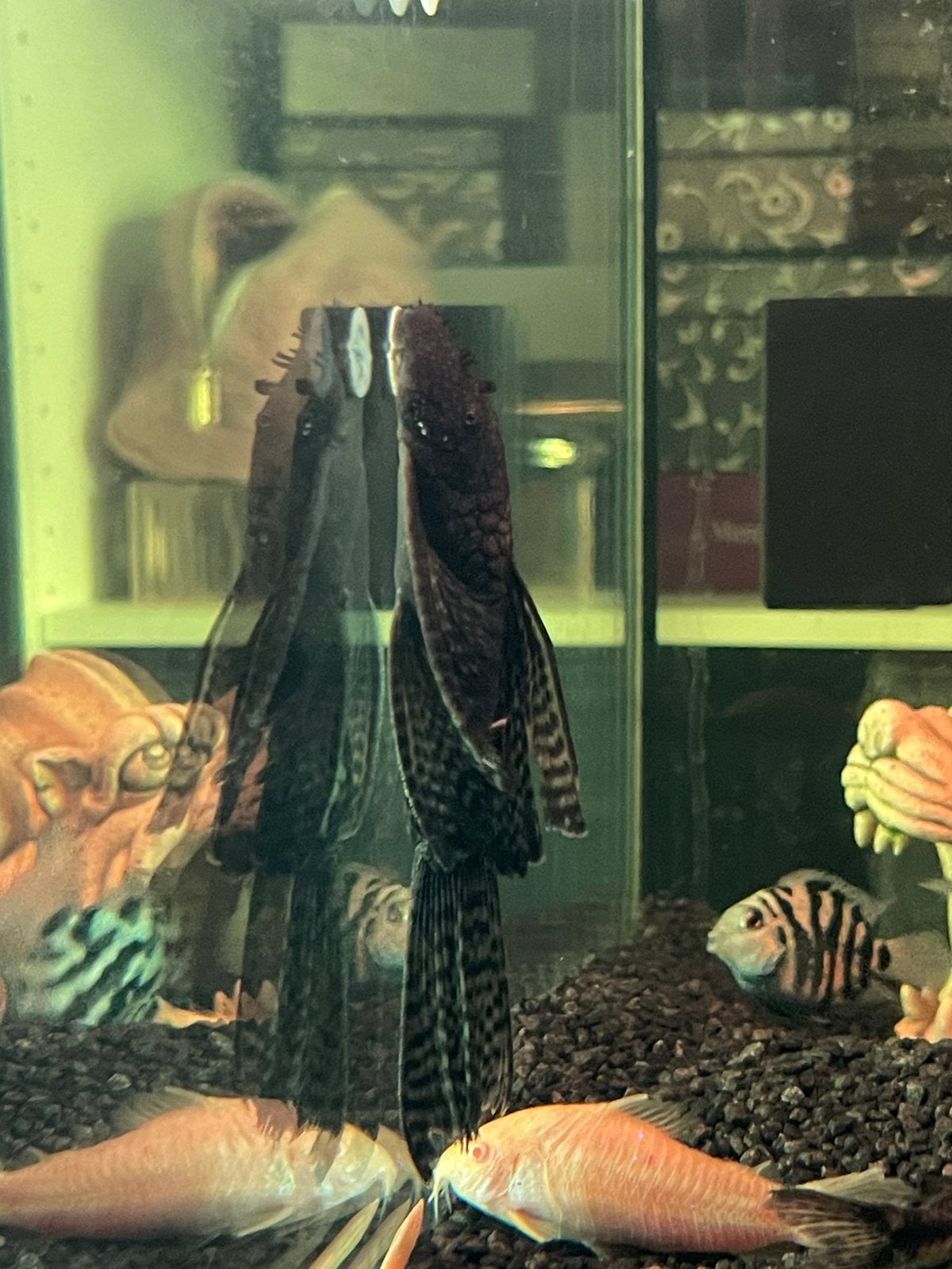 Verschillende soorten ancistrus, Vis, Zoetwatervis