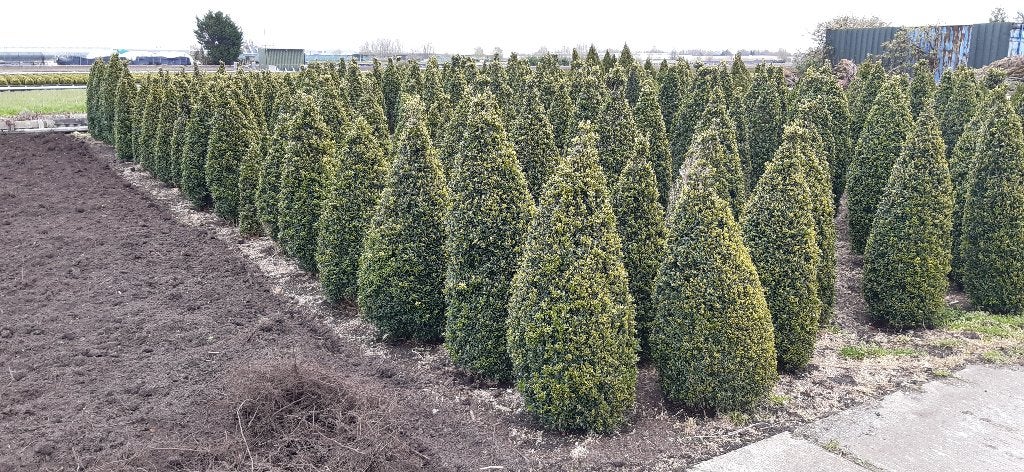 Mooie Buxus piramides 90 t/m 150cm, Volle zon, Vaste plant, Zomer, Ophalen