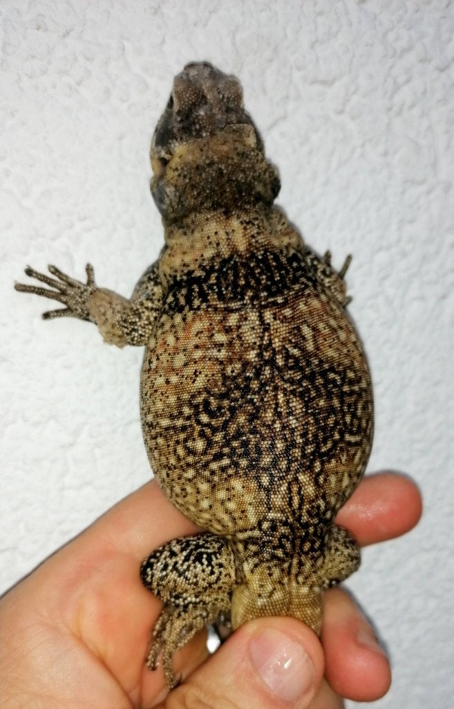 Sauromalus Ater. Red back Chuckwalla, Dieren en Toebehoren, Hagedis, 0 tot 2 jaar