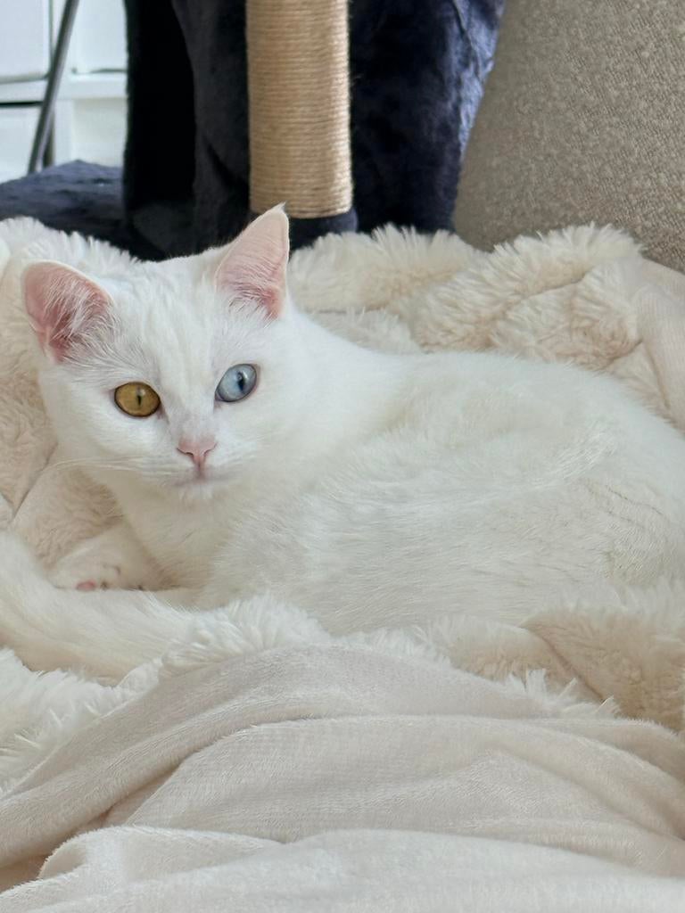 Britse kort haar meisje 9 maanden oud, Dieren en Toebehoren, Katten en Kittens | Overige Katten, Poes