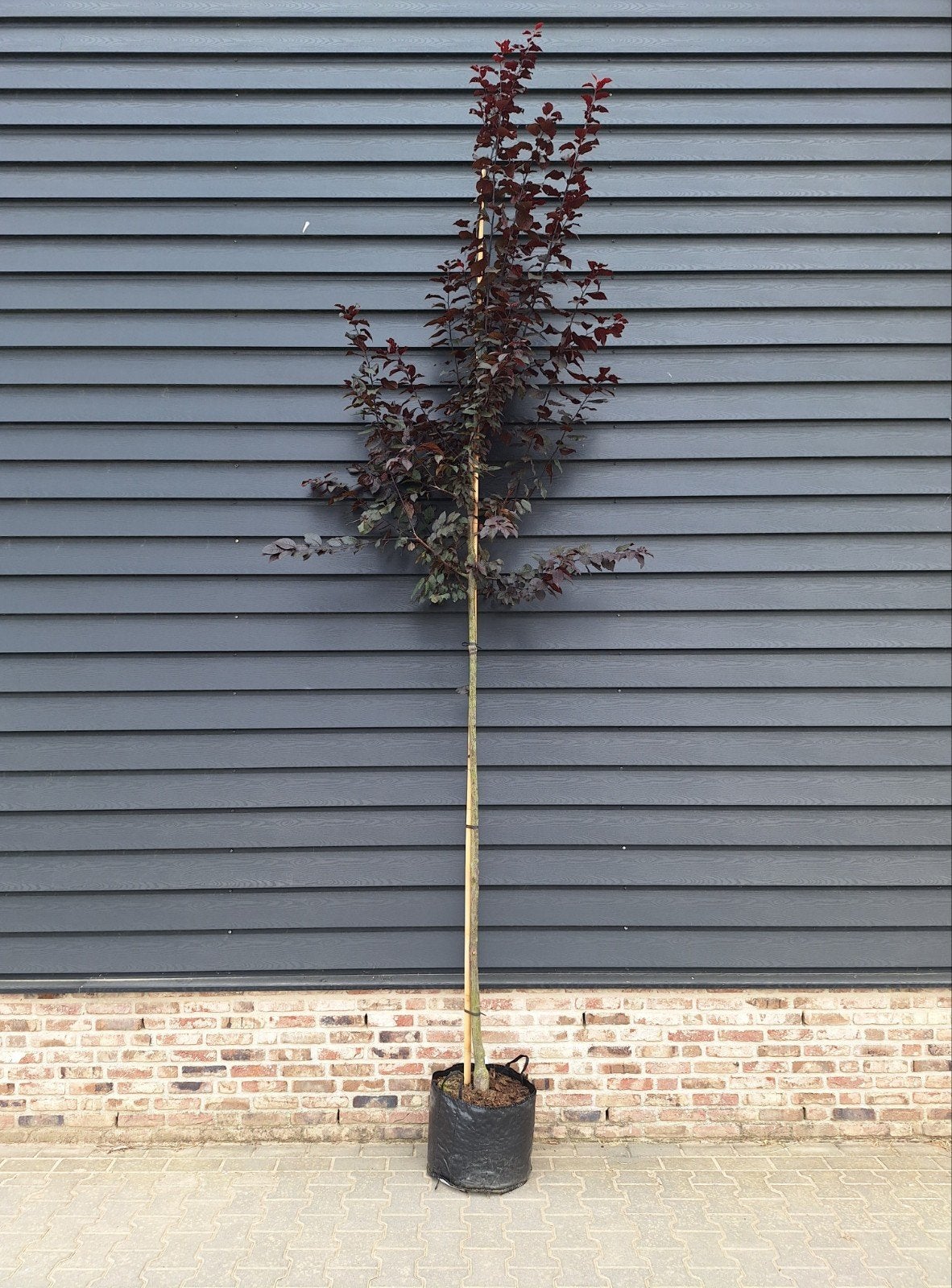 Prunus cerasifera 'Nigra' (rode Kerspruim) 🍁 3 stuks, Ophalen, Lente, Volle zon, Overige soorten