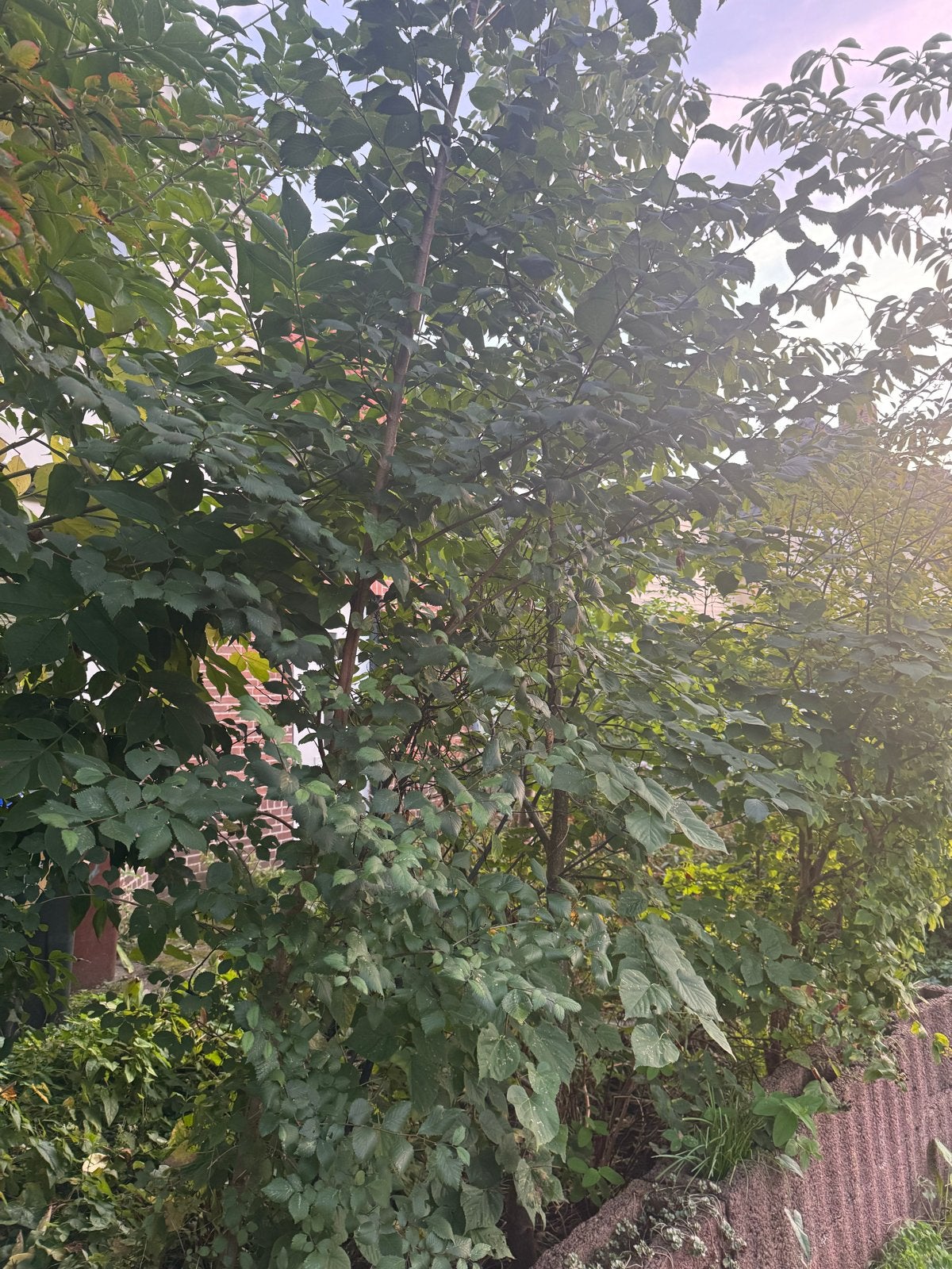 Tuinplanten gratis op te halen dit weekend - zelf uitgraven, Vaste plant, Halfschaduw, Zomer, Ophalen