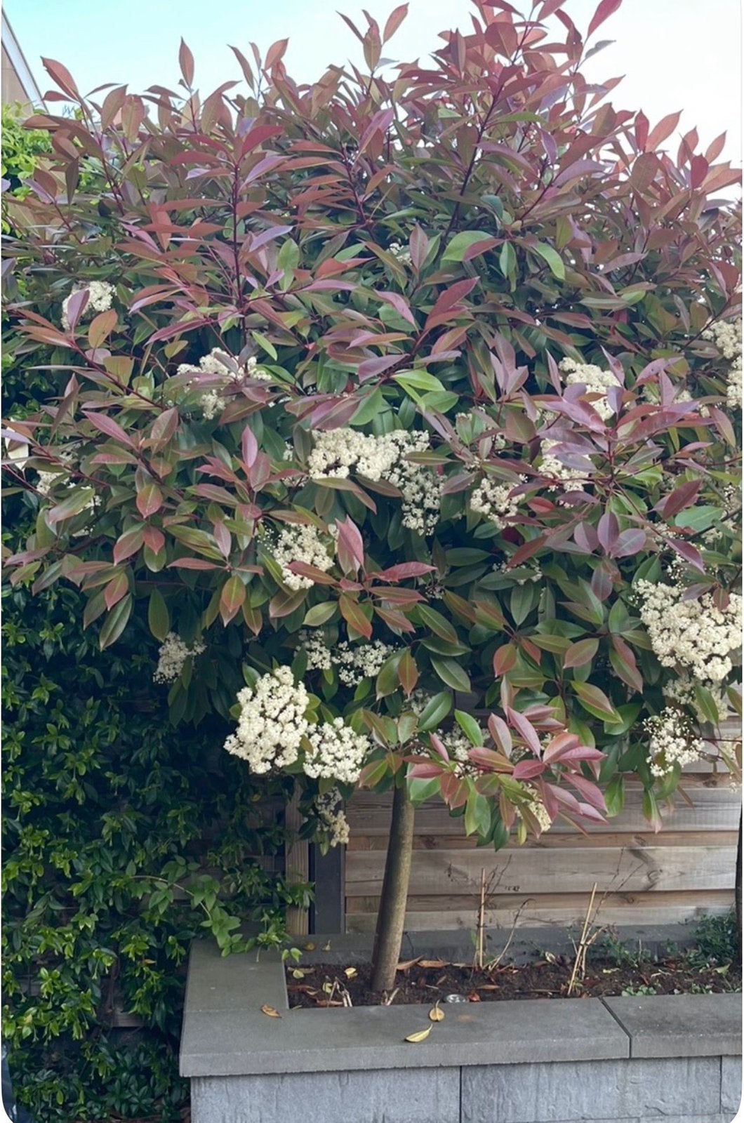 Photinia frasering Red Robin, Ophalen, Overige soorten, Halfschaduw