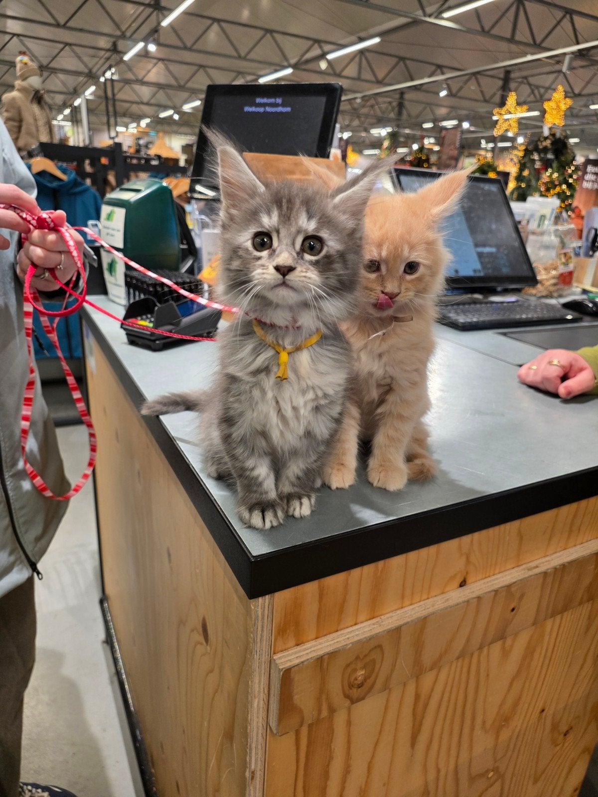 Lieve Maine Coon kitten kater, mag direct verhuizen🐾🏡, Dieren en Toebehoren, Meerdere dieren, Gechipt
