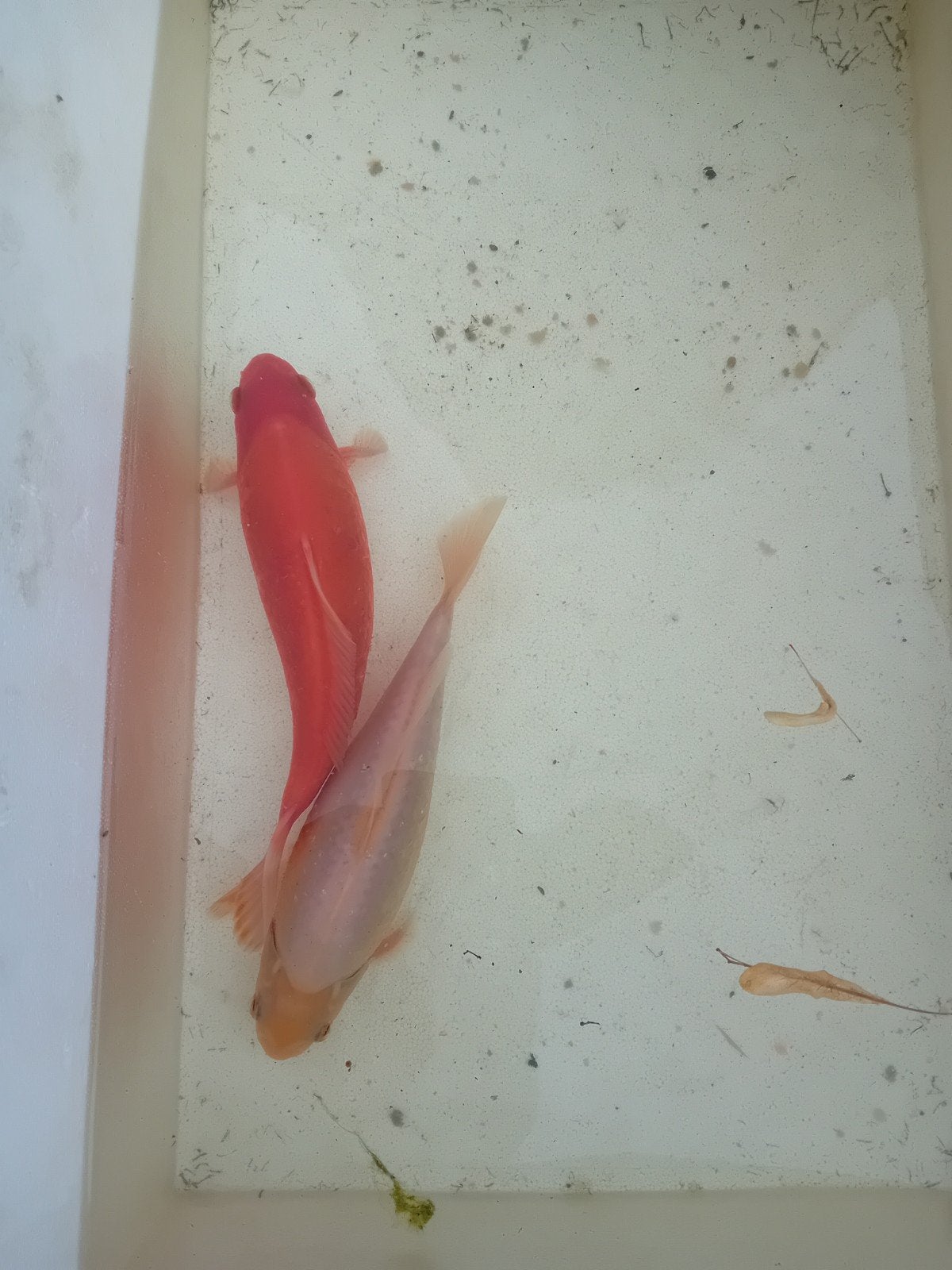 mooie grote Goudvissen, Dieren en Toebehoren, Vissen | Vijvervissen, Goudvis(sen)