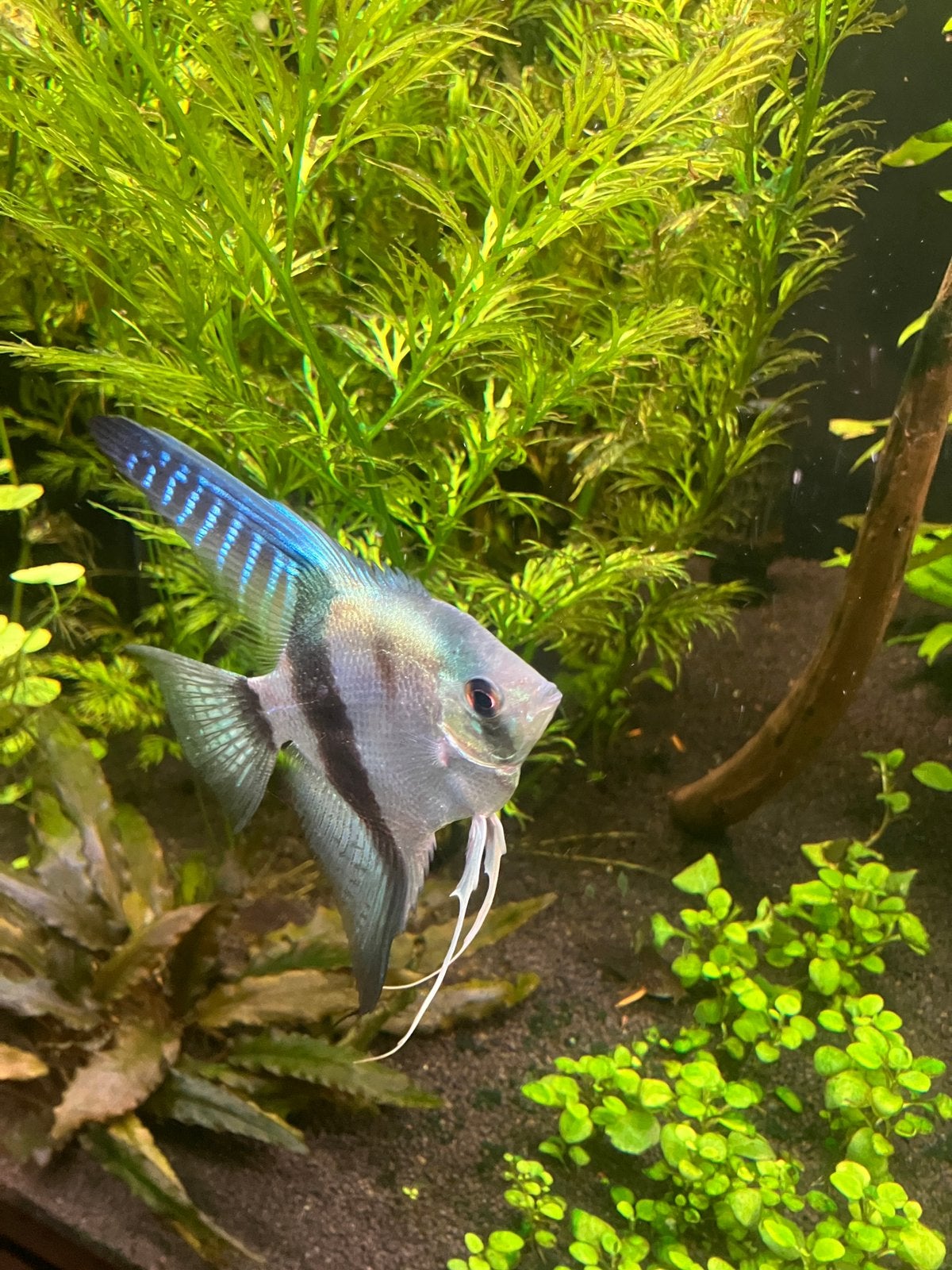 Maanvis, Vis, Zoetwatervis