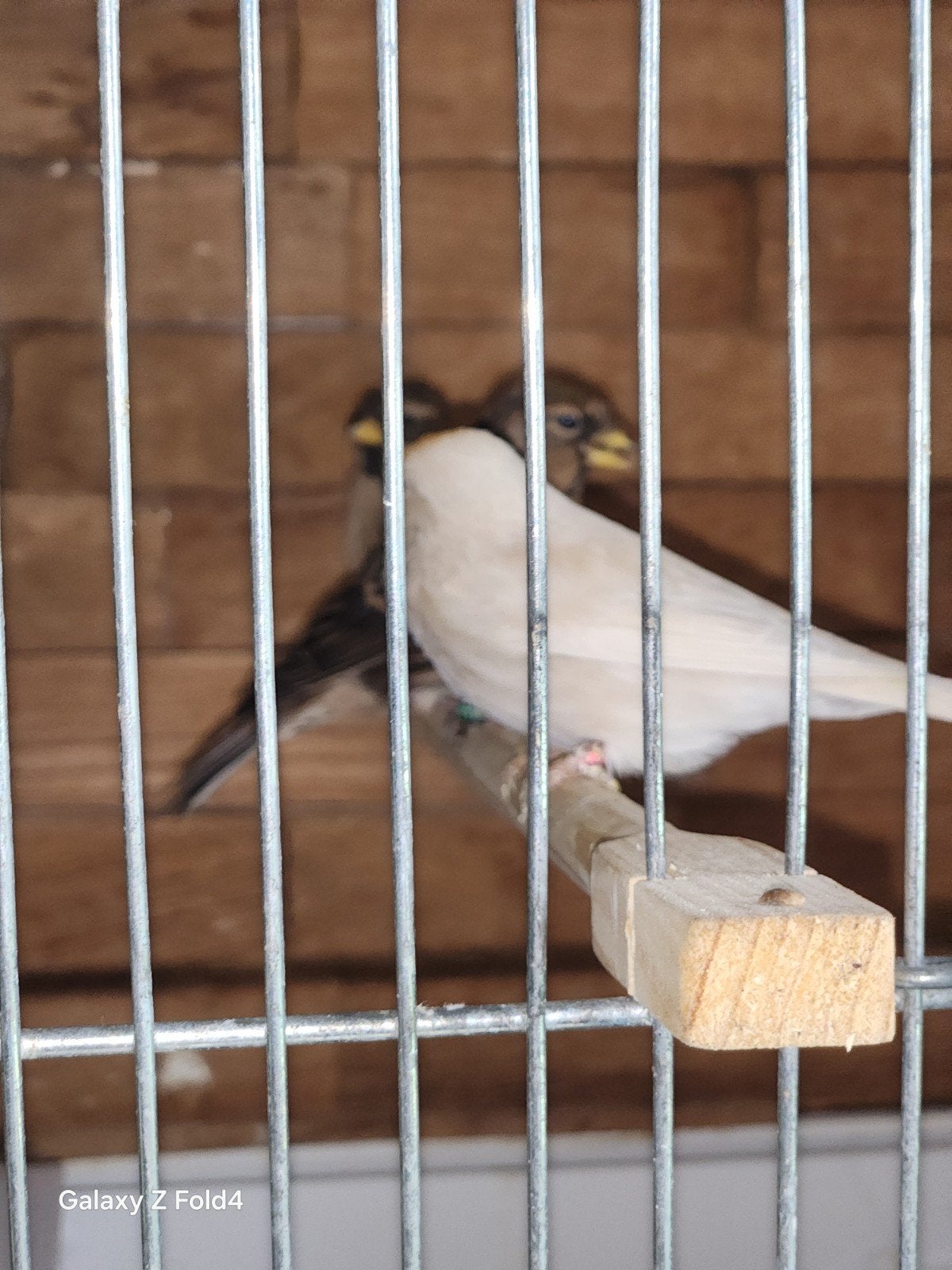 bonte barmsijs 2026, Meerdere dieren, Wildzangvogel, Geringd