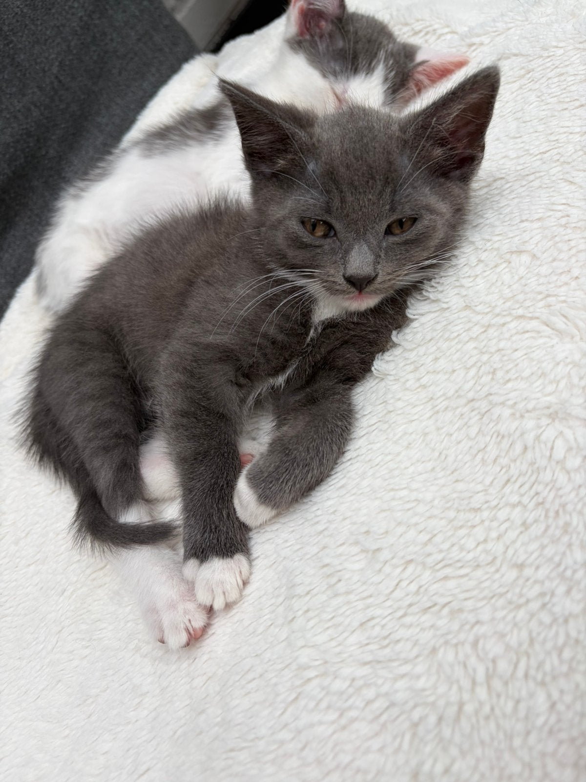 Lieve kittens 8 weken, Meerdere dieren, Ontwormd, 0 tot 2 jaar
