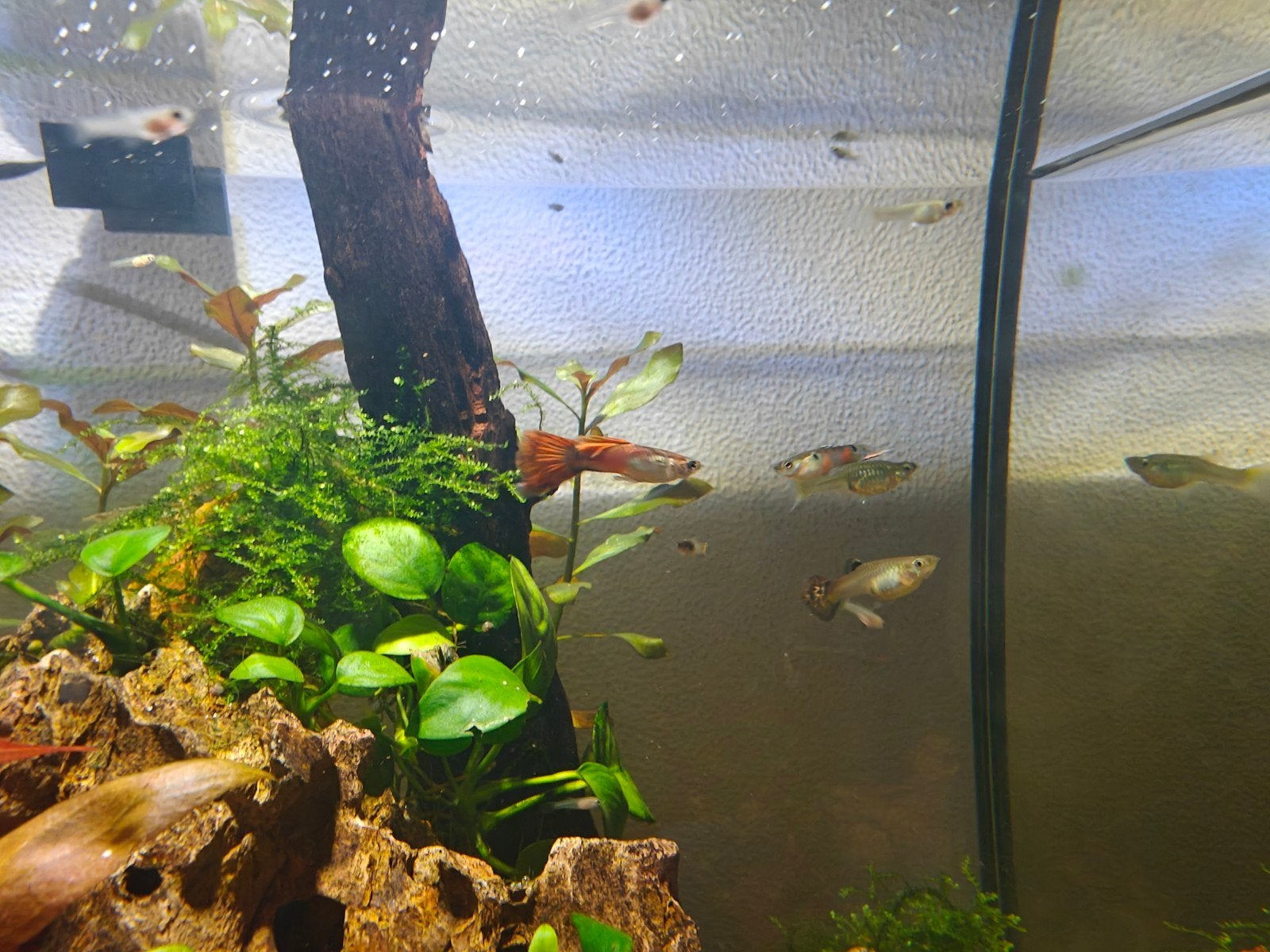 baby guppies 25 cent per stuk, Vis, Zoetwatervis