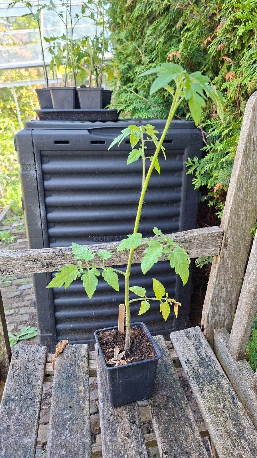 Tomatenplant Zuckertraube (Heirloom), Tuin en Terras, Planten | Tuinplanten, Ophalen, Eenjarig, Groenteplanten, Volle zon